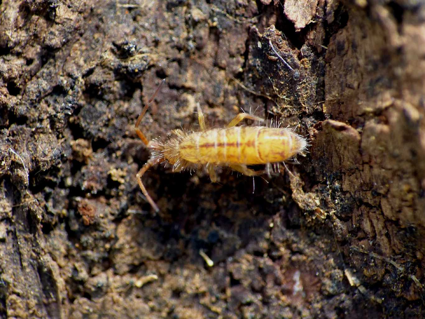 Orchesella villosa?